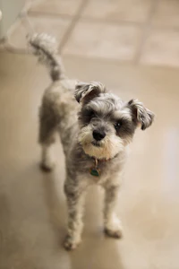 a small dog standing on a tile floor